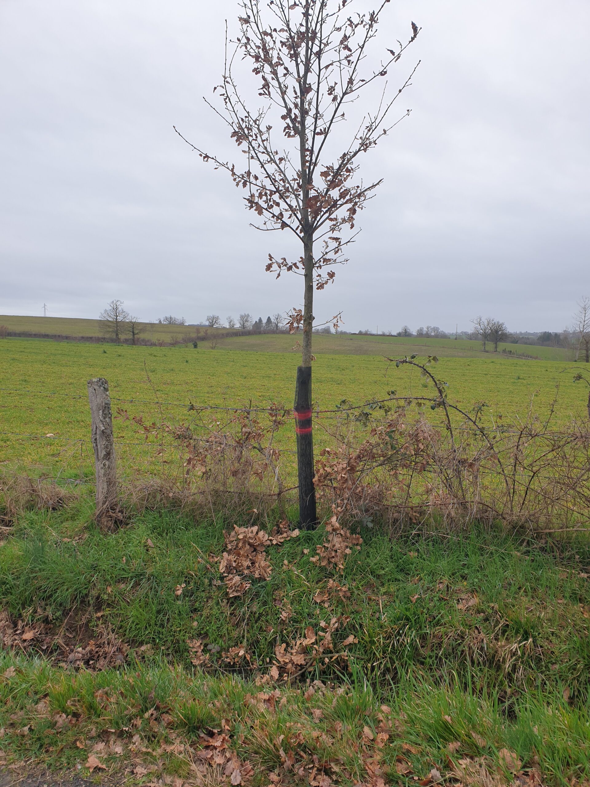 Protection des jeunes arbres