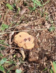 repassage tronçonneuse